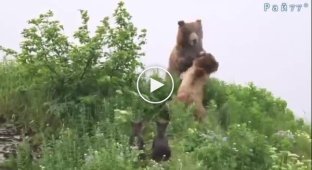 In Alaska, a female bear fiercely defended her cubs from a giant grizzly