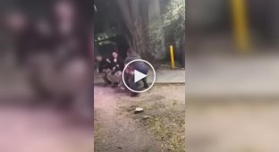 Блогершу побили під час прямого ефіру в Мексиканському парку