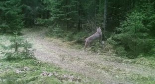 8 секунд смертельной битвы: фотоловушка засняла схватку волка и рыси (7 фото)