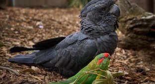 Two very different parrots became best friends (5 photos + 1 video)