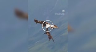 Golden eagles can lift prey several times more than their own weight