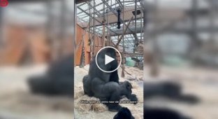 Антверпенский зоопарк решил показать природу без цензуры