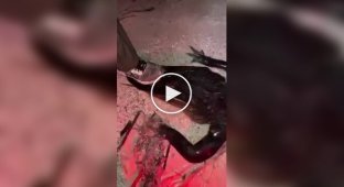 In the US, an alligator attacked a man at night while he was walking on the beach.