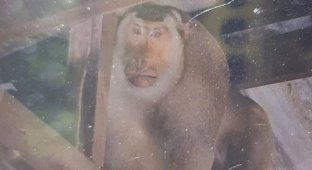 В Таиланде дикая мартышка загрызла пенсионера (5 фото)