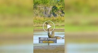 A giraffe turned out to be In a death trap in the middle of a lake