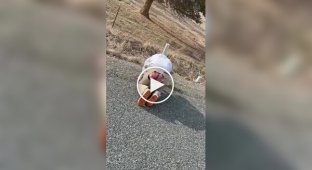 Жахливі сліди від гальмування