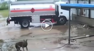 A dog miraculously survived a hurricane