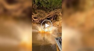 Ягуар атакует аллигатора: туристы стали свидетелями редкой сцены