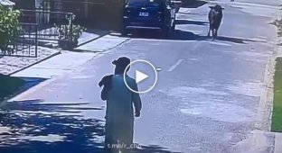 “Imbecility and courage”: a man stood in the way of a bull