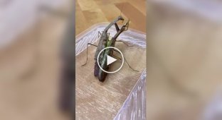 Вот и вся любовь