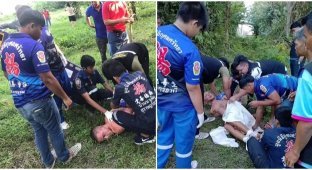 A cow gored a perverted tourist in Thailand (3 photos + 1 video)