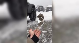 Иди ко мне, поглажу