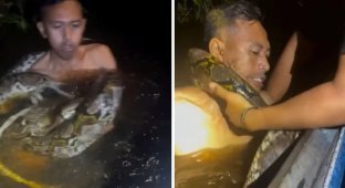 A terrifying moment: a six-meter python coils around a guide's neck in Borneo (4 photos + 1 video)
