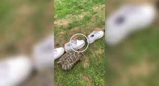 Turtle's reaction to black sneakers