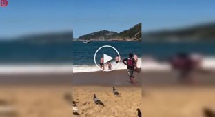 A pigeon tried to snack on street food, but the vendor was on the ball
