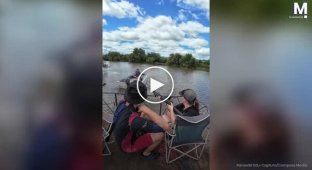 Разъяренный бегемот перевернул лодку с защитником животных в ЮАР