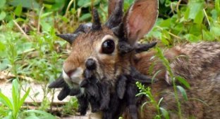 В США у диких кроликов появились щупальца на голове (7 фото)
