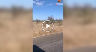 Разборки в природе