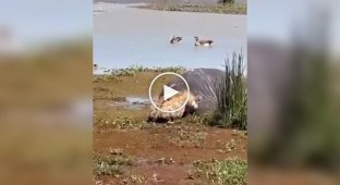 A hyena decided to have a free lunch, but narrowly avoided becoming the dish itself.