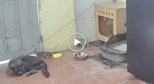 Пастка для гризунів як китаєць замінив ланцюгового пса котом