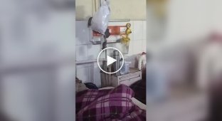 Крысы в больничной палате в Индии