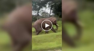 An elephant attacked a selfie-lover