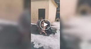 Коли бійка виходить з-під контролю: втрутився навіть собака