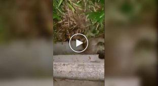 Мужчина спас кошку, которую схватила змея