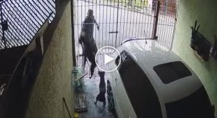 В Бразилии мужчину укусила сторожевая собака при попытке кражи