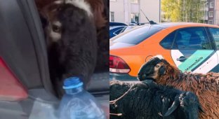 In Russia, a car sharing car was stopped, in the trunk of which migrants were carrying sheep (2 photos + 2 videos)