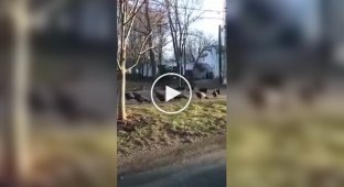 Boston resident recorded a strange video of turkeys walking in circles around a dead cat