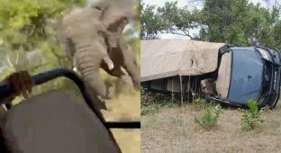 In Zambia, a wild elephant attacked tourists, an elderly American woman died (2 photos + 1 video)