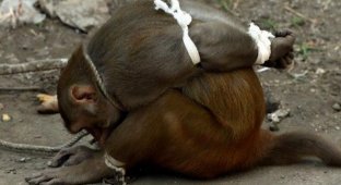 Why are some monkeys "knitted" and imprisoned in India? (5 photos)