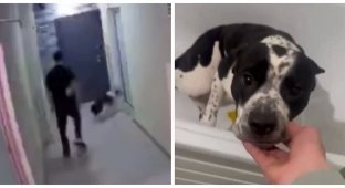 Небайдужі люди врятували собаку, якого бив господар (1 фото + 6 відео)