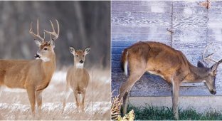 Two Americans died from zombie deer disease (4 photos)