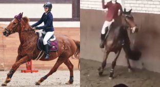 Stop! What are you doing?!: a Russian athlete beat a horse at a competition, after which she was disqualified (2 photos + 1 video)