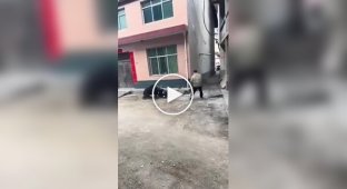 Aggressive boar somewhere in China