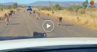 A troop of baboons beat up a leopard that attacked one of them