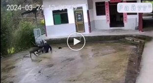 Man barely defended himself from a boar