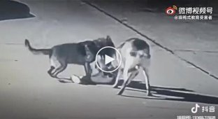 Chinese child unlucky to encounter aggressive street dogs