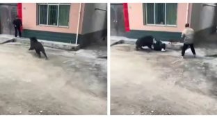 A wild boar brought chaos to a Chinese village (2 photos + 1 video)