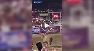 During the rodeo, a bull jumped over the fence and attacked spectators