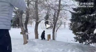 Снежный барс атаковал туристку в Китае