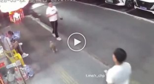 Кошка неожиданно напала на пса и его хозяина