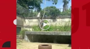 Львица напала на парня, залезшего к ней в вольер