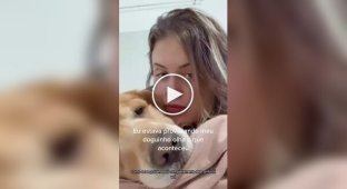 Целовать собак бывает опасно