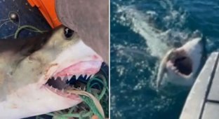 16-year-old fisherman nearly lost his leg when he caught a great white shark (5 photos + 1 video)