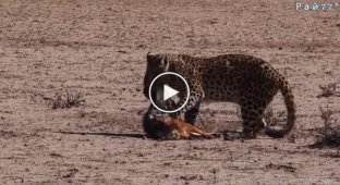 The leopard caught the jackal, who escaped and outwitted the predator