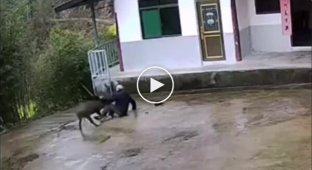 An old man barely fought off a wild boar in China