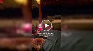 Romantic dinner on safari: a zebra added "energy" to the atmosphere